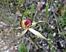 Arachnorchis australis - Southern Spider Orchid.jpg